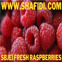 FRESH RASPBERRIES